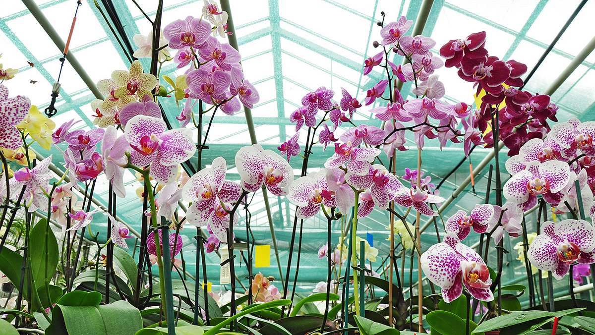 Orchideen im Gewächshaus