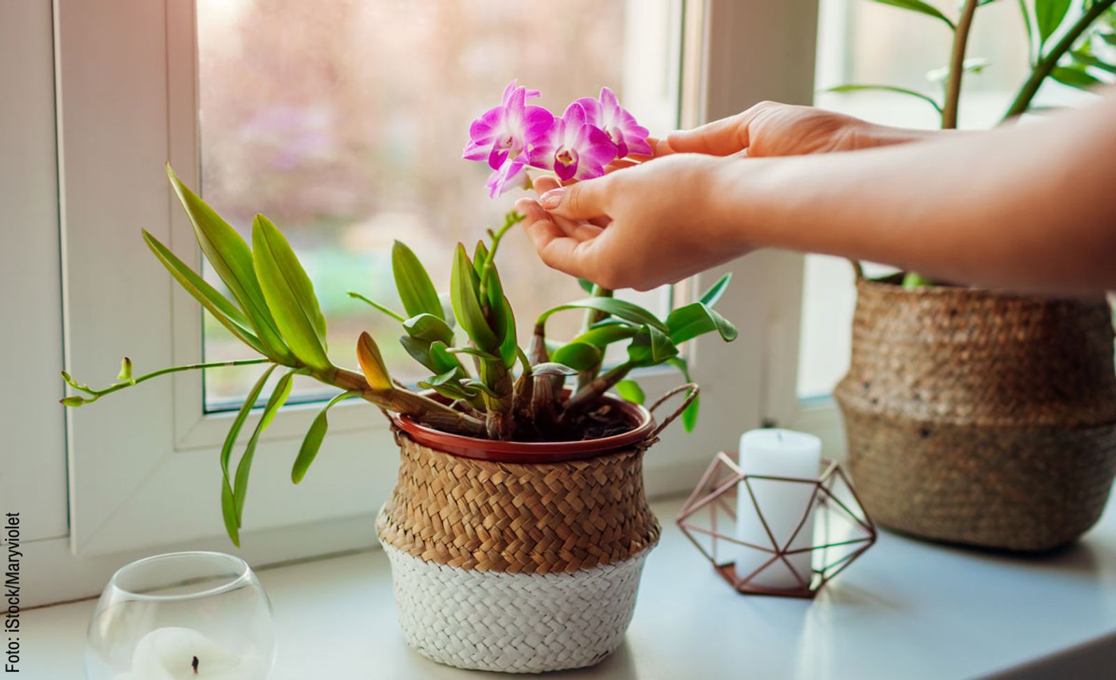 Orchideen Standort selbst.de