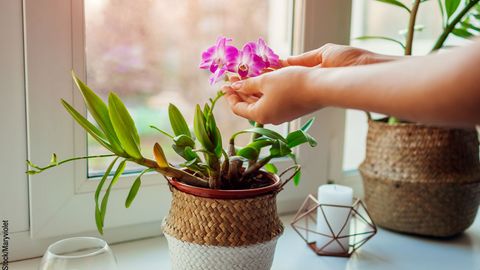 Orchidee Standort - Foto: iStock/Maryviolet