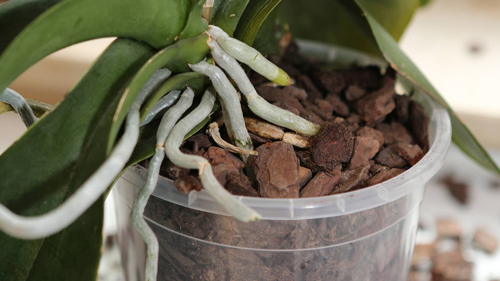 Orchideenerde | Selbst