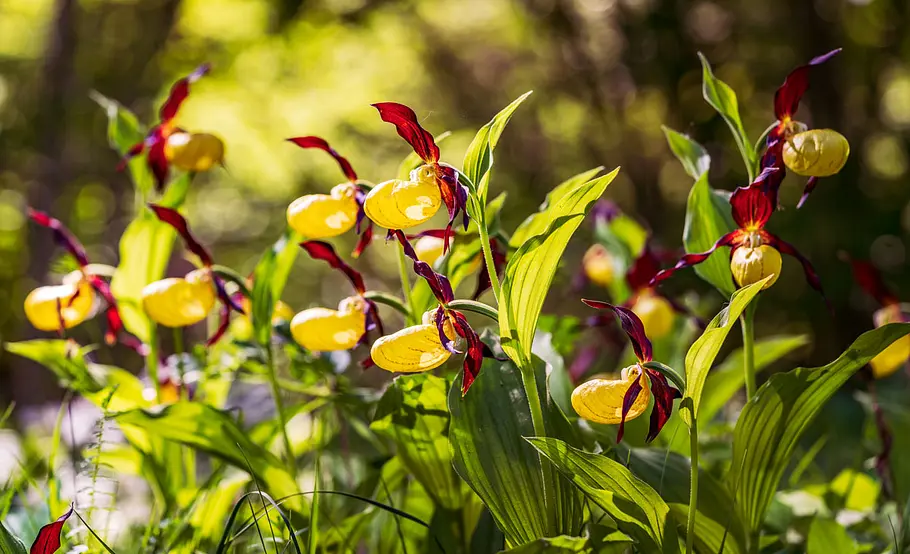 Orchideenarten