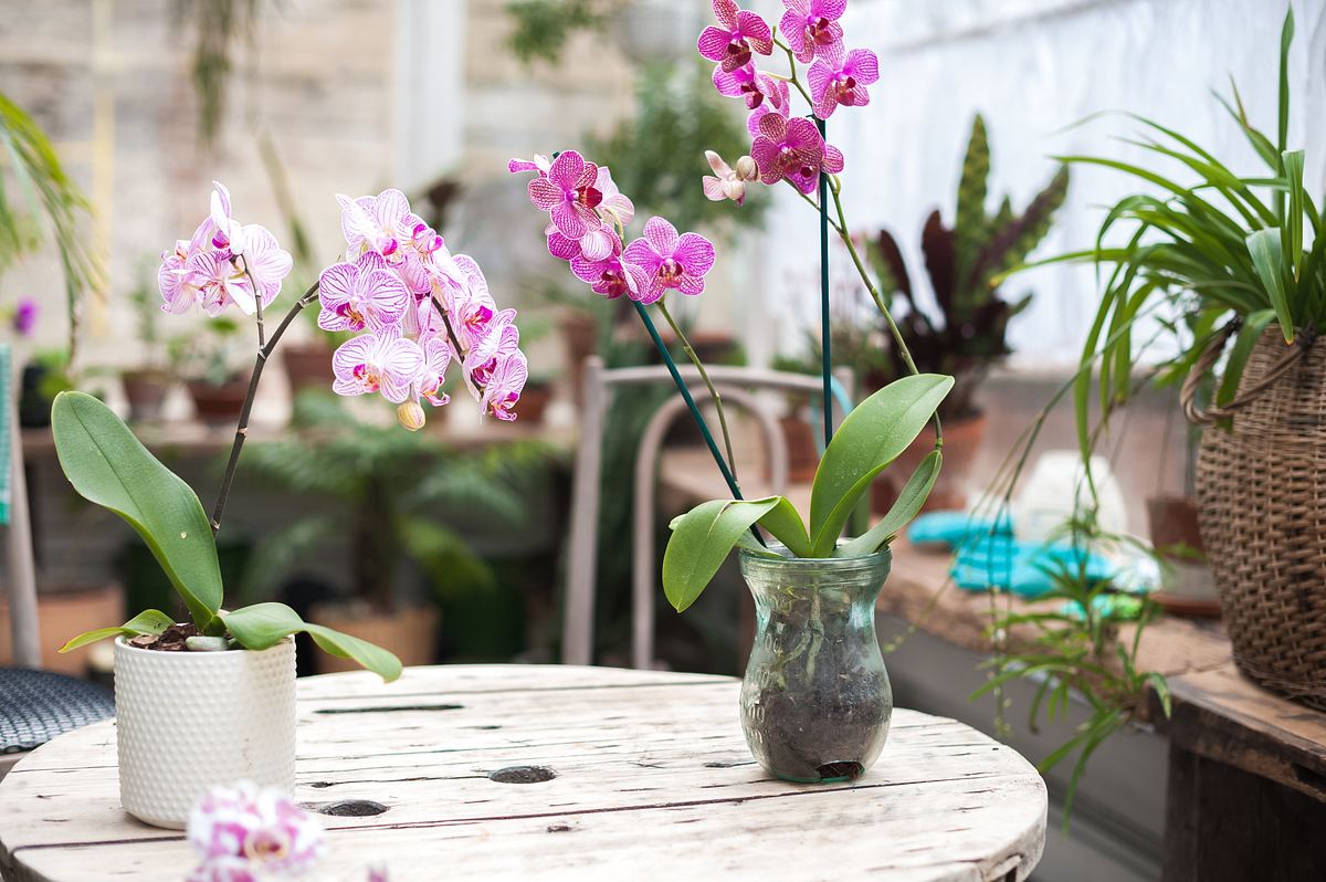 Orchideendünger: Unsere Top 6 für gesunde und schöne Blüten