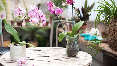 Orchideendünger: Unsere Top 6 für gesunde und schöne Blüten - Foto: iStock/Nelly Senko