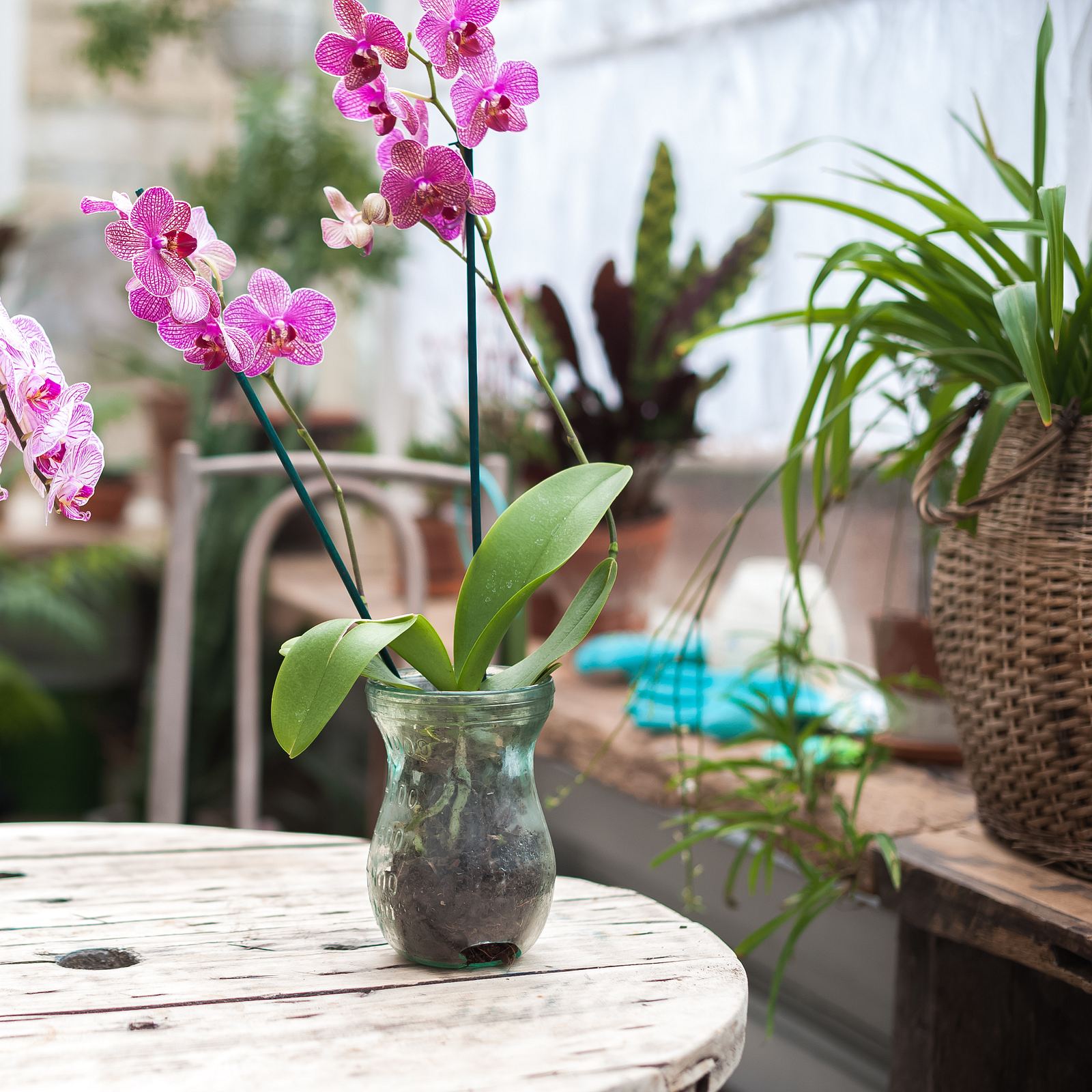 Orchideendnger: Unsere Top 6 fr gesunde und schne Blten | Selbst