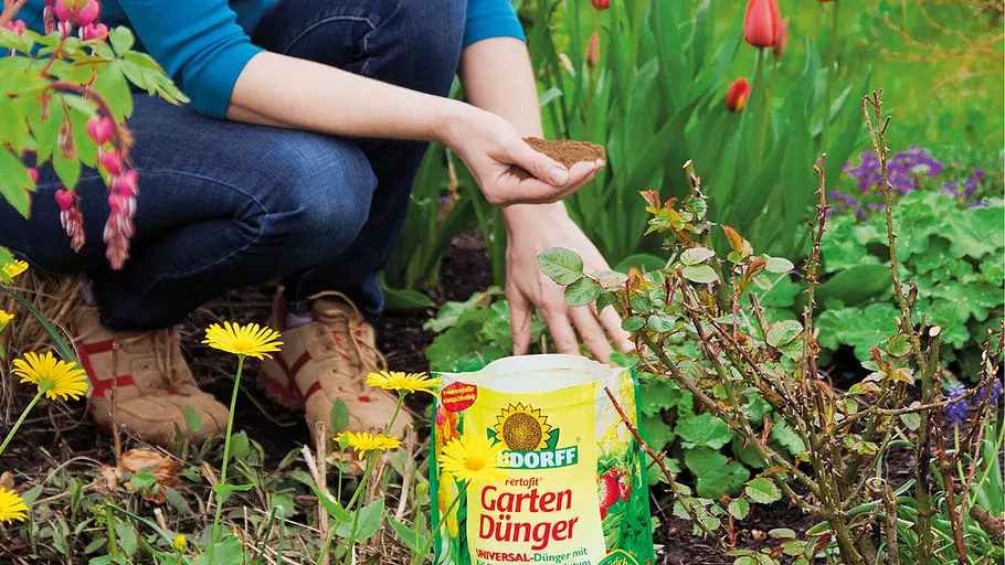 Eine Person in Jeans und Turnschuhen düngt ein Blumenbeet, indem sie Gartendünger aus einer gelben Packung von Neudorff mit der Hand auf den Boden streut. Um das Beet blühen verschiedene Blumen und Stauden.