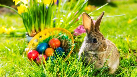 Osterhase mit Ostereiern - Foto: kzenon / iStock