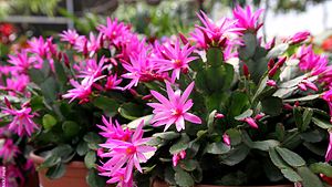 Osterkaktus mit rose Blüten - Foto: istock / iropa