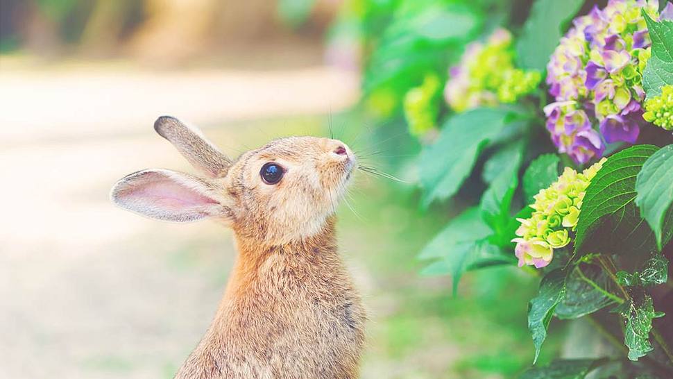 Kuriose Fakten zu Ostern