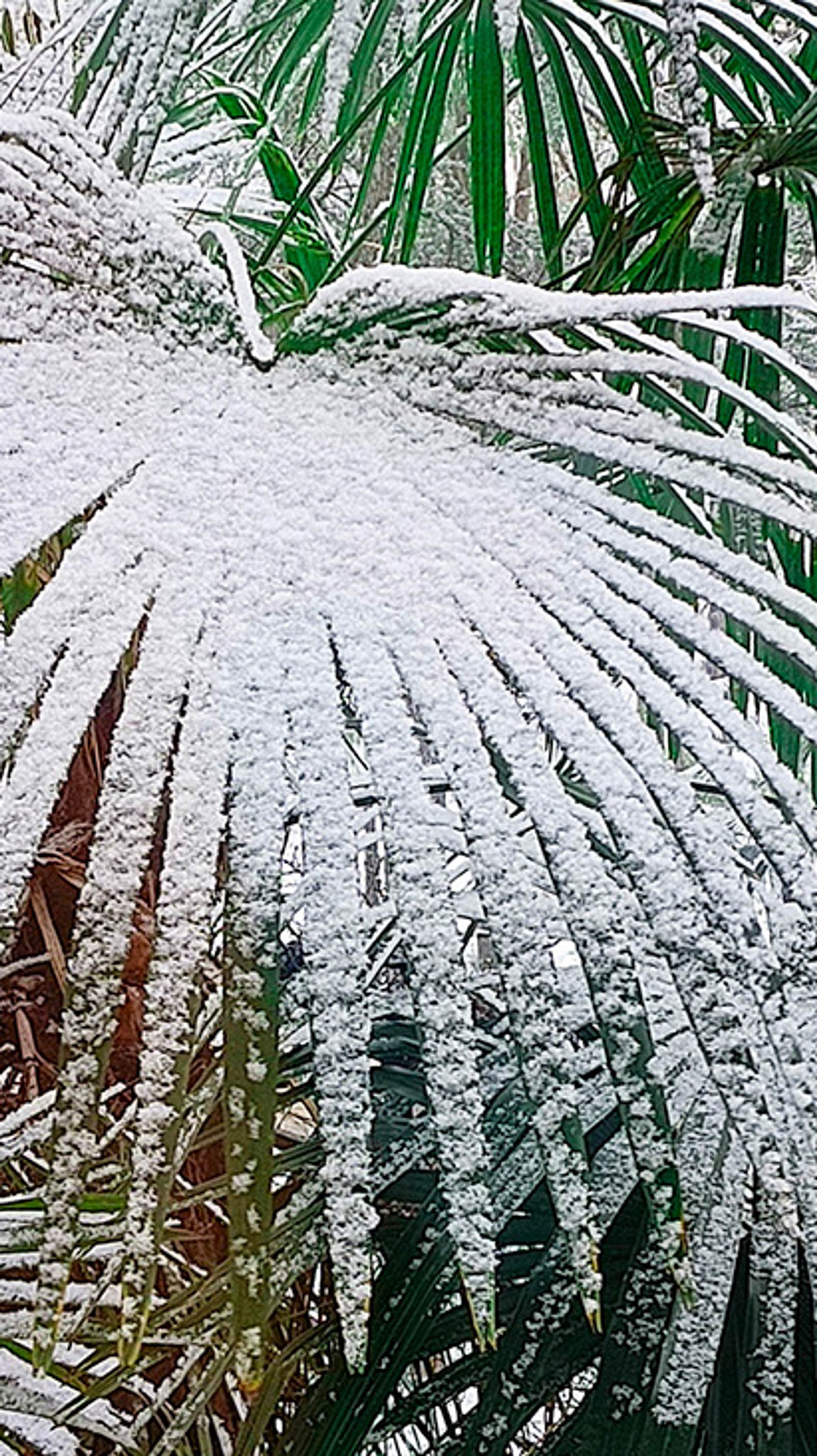 Palme berwintern: So schtzen Sie Ihre Palme im Winter richtig | Selbst