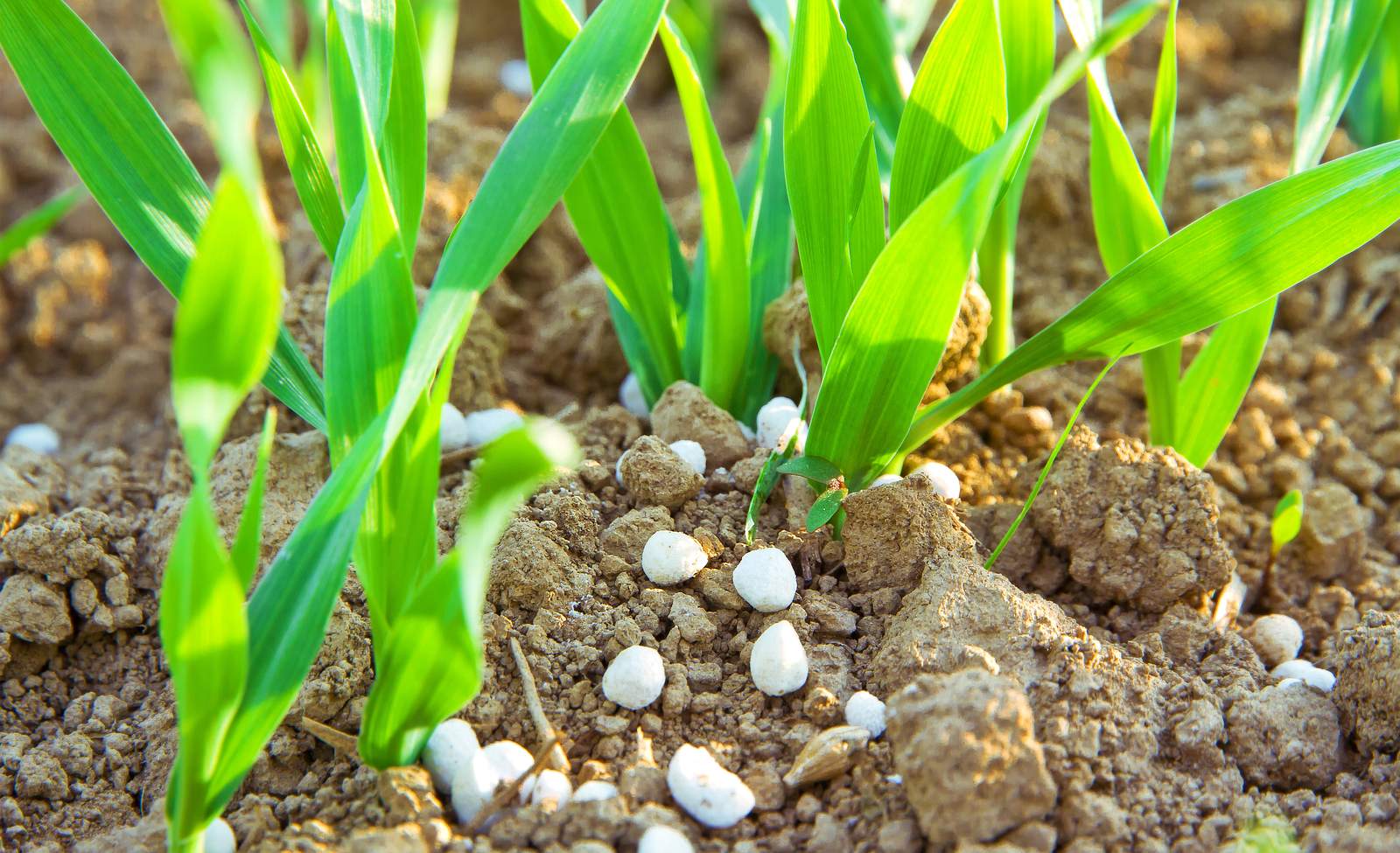 Patentkali  Wirkung & richtige Anwendung im Garten | Selbst