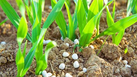 Patentkali kann in fast jedes Beet. - Foto: iStock / fotojog