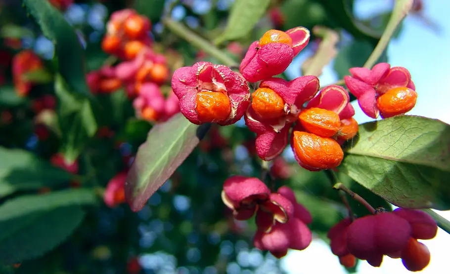 Beeren des Pfaffenhütchen giftige Beeren