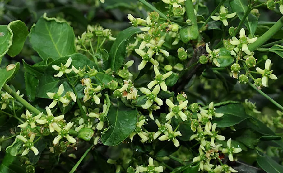Giftpflanze: Pfaffenhütchen Blüte der Giftpflanze
