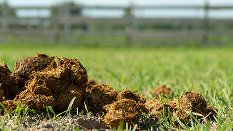 Düngen mit Pferdemist? Klingt nicht sehr appetitlich. - Foto: iStock / Volodymyr Rozumii