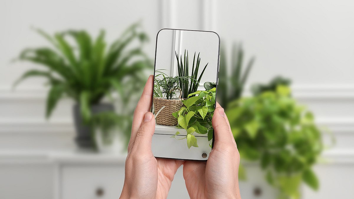 Im Vordergrund ein Handy mit einem Foto der Pflanzen, die im unscharf im Hintergrund zu erkennen sind.