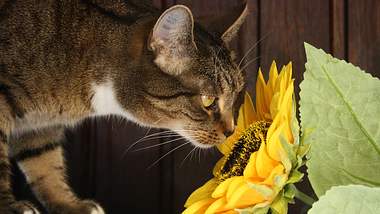 Pflanzen für Katzen - Foto: Scarlett1991 / pixabay
