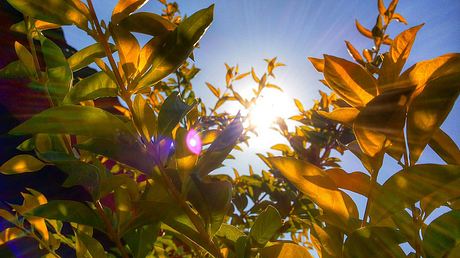 Pflanzen Sonnenbrand - Foto: Pixelio / Free-Photos