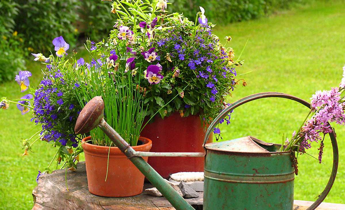 Pflanzenpflege: Pflegetipps für Gartenblumen