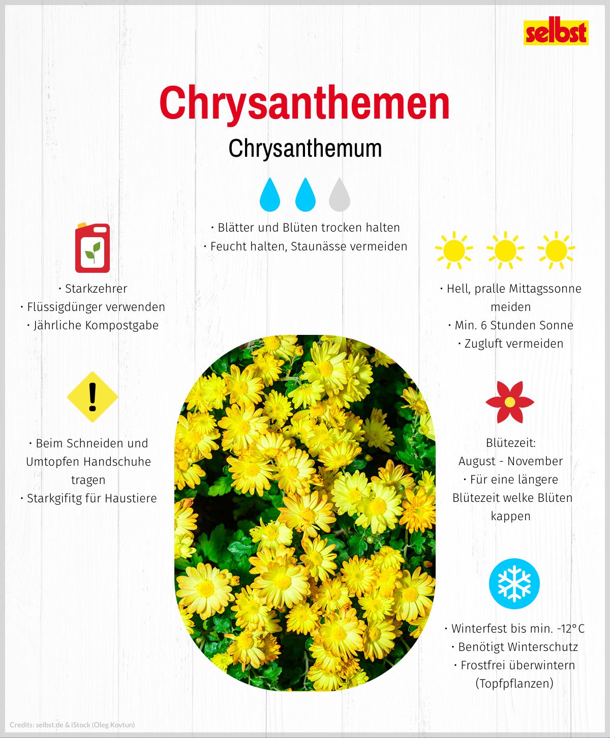 Pflanzenportrait Chrysanthemen mit allen Infos kompakt zusammengefasst