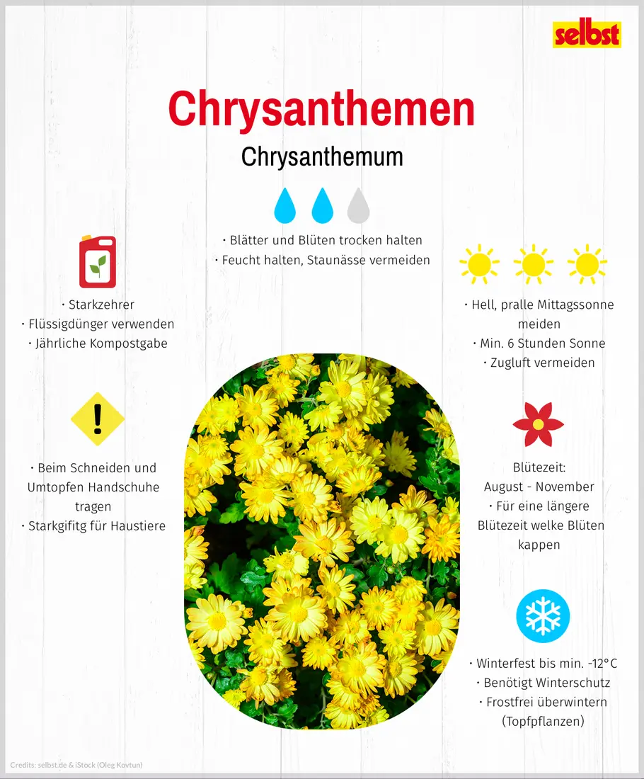 Pflanzenportrait Chrysanthemen Pflanzenportrait Chrysanthemen mit allen Infos kompakt zusammengefasst