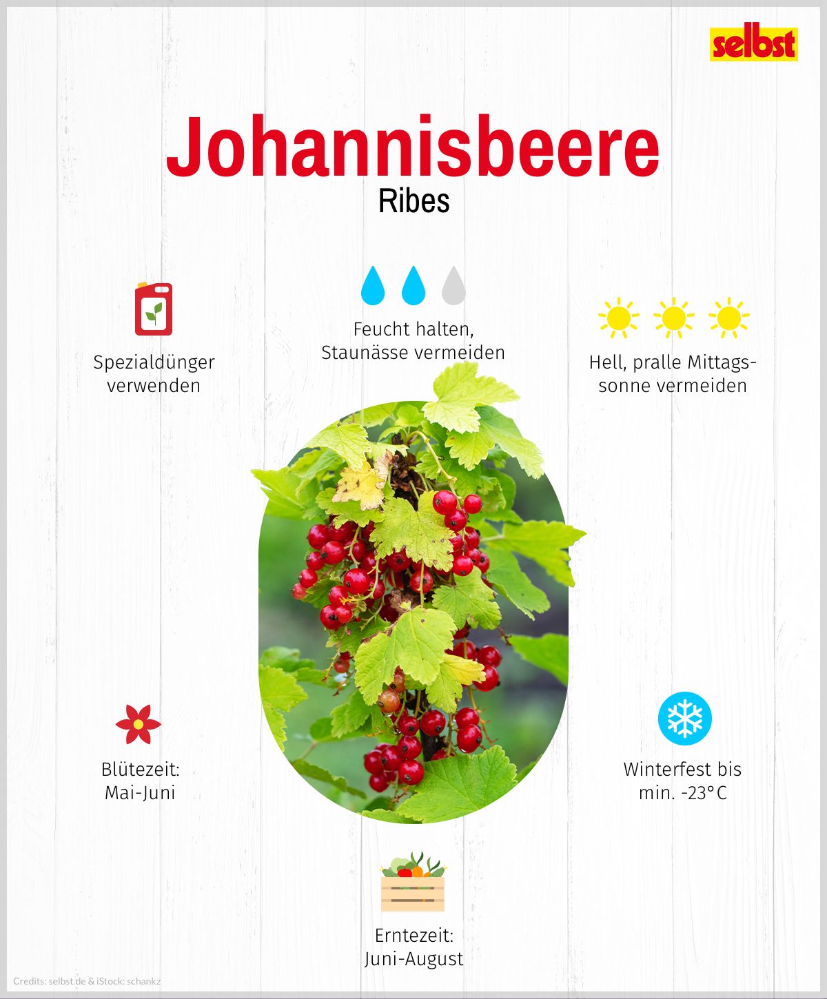 Johannisbeere, botanisch: Ribes, Standort: Volle Sonne, hell, pralle Mittagssonne vermeiden, Dünger: Spezialdünger verwenden, jährliche Kompostgabe, Blütezeit: Mai-Juni, Erntezeit Juni-August, Winterfest bis min. -23 Grad Celsius, Gießen: Feucht halten, Staunässe vermeiden