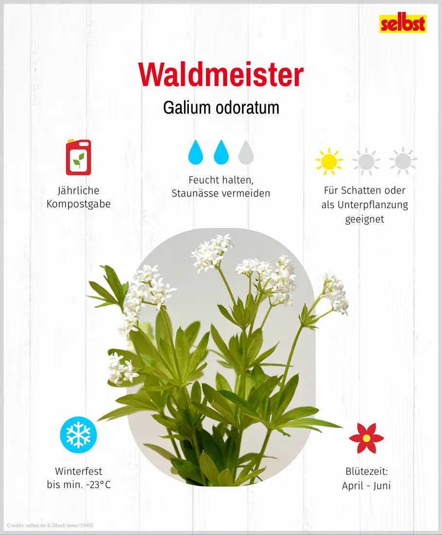 Pflanzenportrait Waldmeister Pflanzenportrait Waldmeister