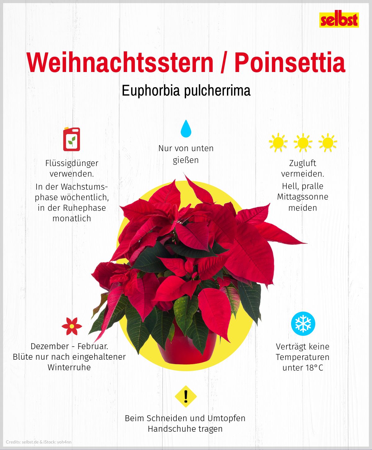 Pflanzenporträt Weihnachtsstern / Poinsettia