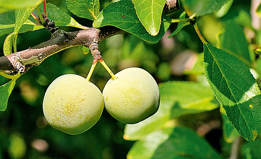 Steinobst-Ernte Obsternte: Pflaumen und Zwetschen