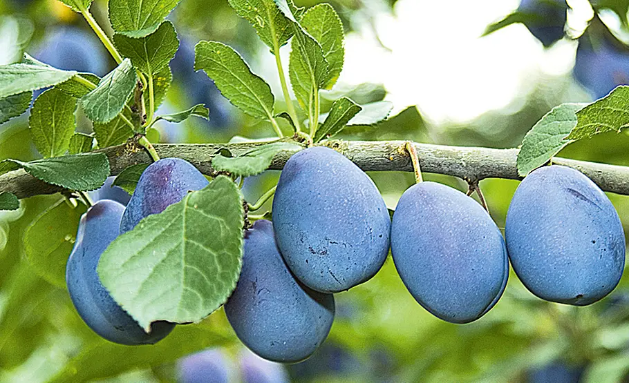 Steinobst-Ernte Obsternte: Pflaumen und Zwetschen