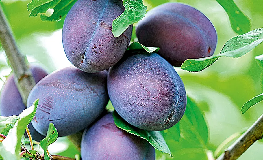 Steinobst-Ernte Obsternte: Pflaumen und Zwetschen