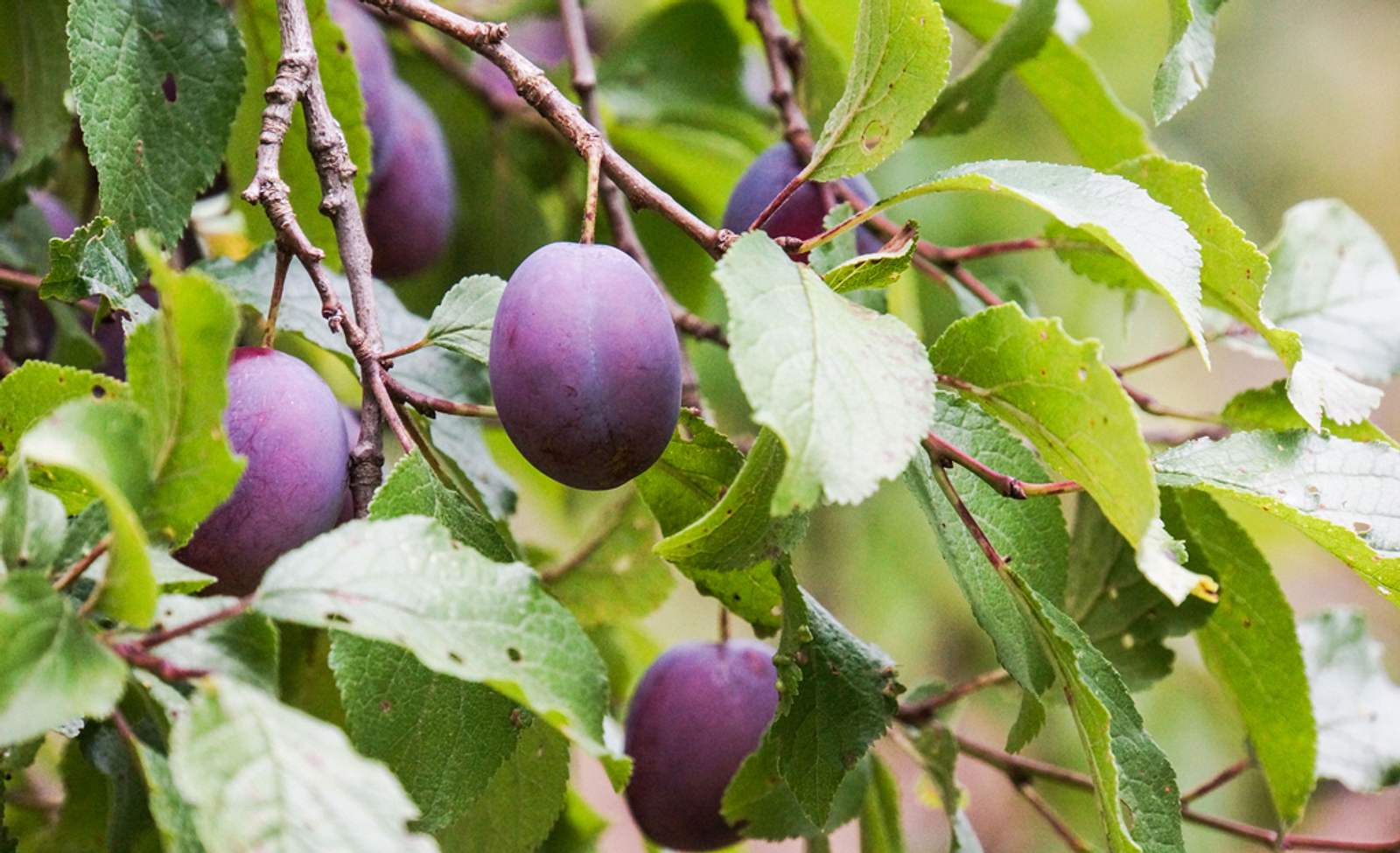 Pflaumenbaum schneiden | Selbst