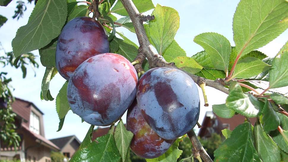 Obsternte: Pflaumen und Zwetschen