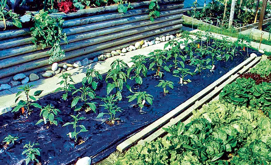 Tipps für einen pflegeleichter Garten Pflegeleichter Garten