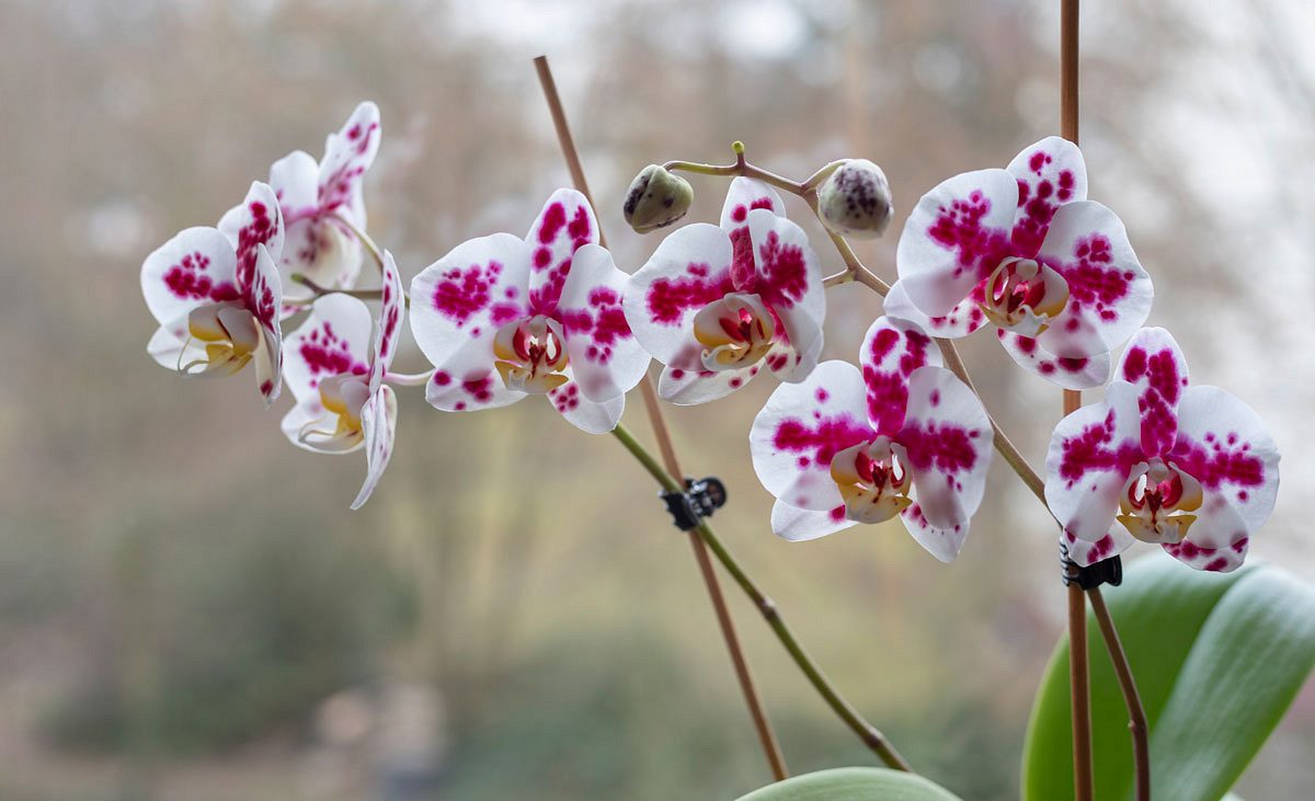 Orchideenarten