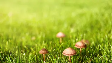 Fünf kleine braune Hutpilze stecken ihre Köpfe aus sattgrünem Gras empor – ein typisches Bild für Pilzbefall im Rasen - Foto: iStock / Ipinchuk Fünf kleine braune Hutpilze stecken ihre Köpfe aus sattgrünem Gras empor – ein typisches Bild für Pilzbefall im Rasen - Foto: iStock / Ipinchuk