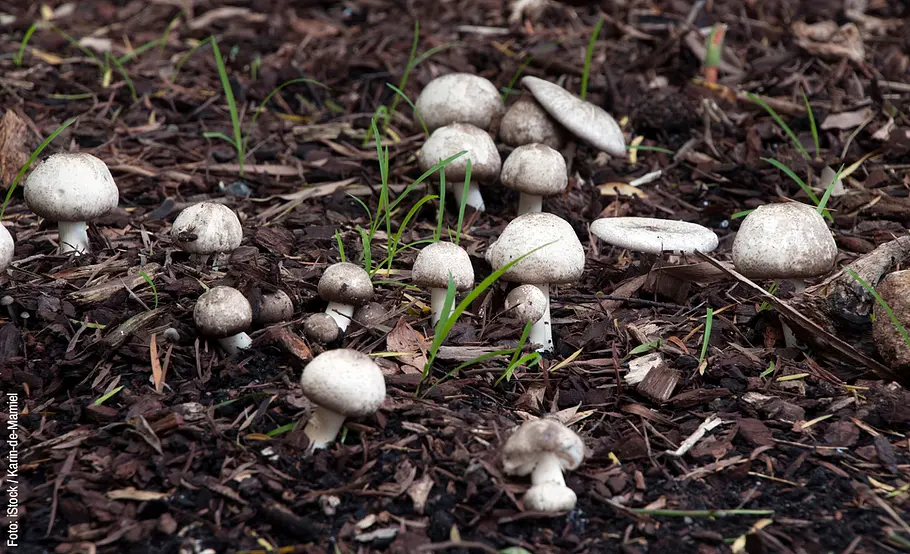 Pilze im Hochbeet