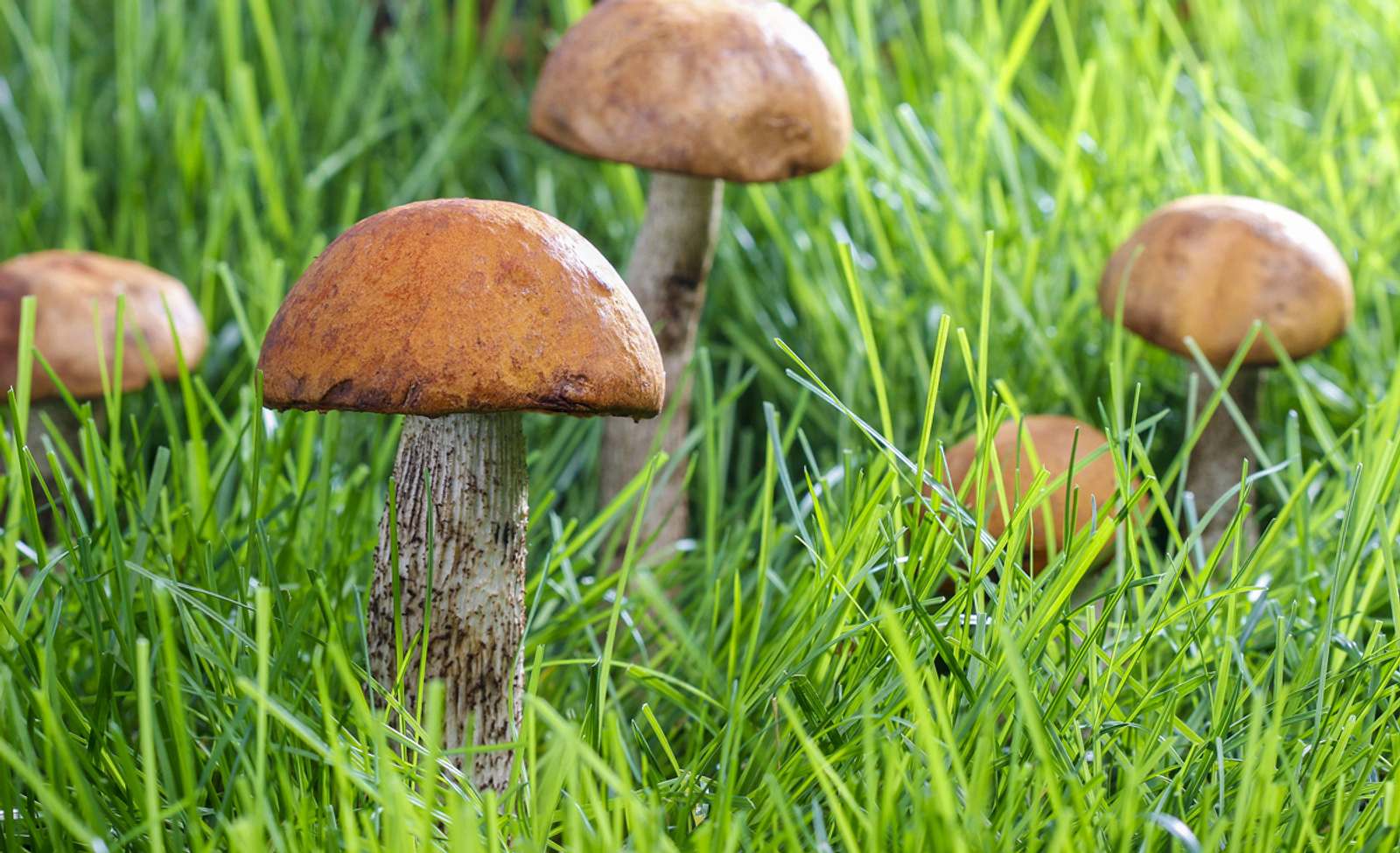Pilze im Garten Das hilft! selbst.de