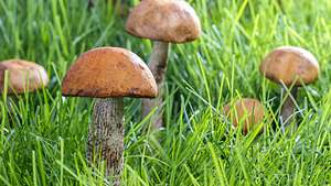 Pilze im Garten - Foto: BauerStock / Agnes Kantaruk / Shutterstock