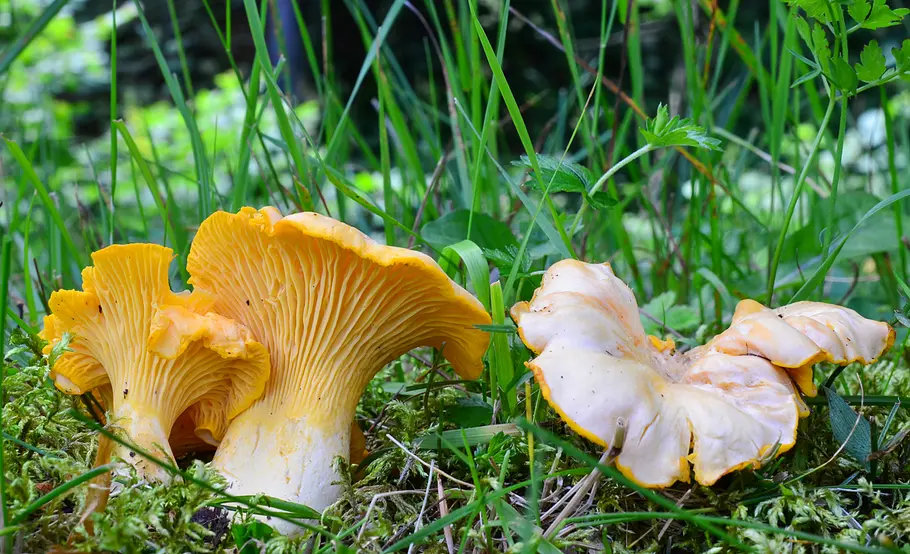 Pilze im Garten