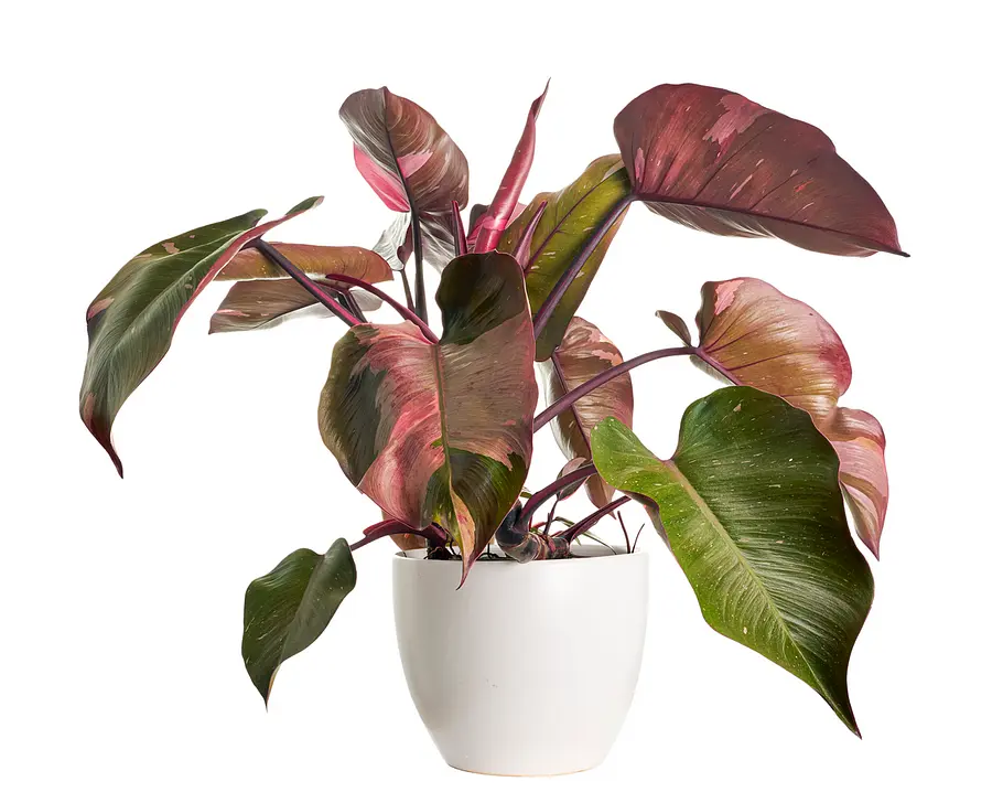 Philodendron erubescens Philodendron erubescens