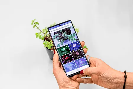 Blick auf ein Smartphone, auf dem die PlantNet App geöffnet ist