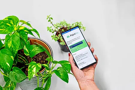 Blick auf ein Smartphone, auf dem die PlantNet App geöffnet ist
