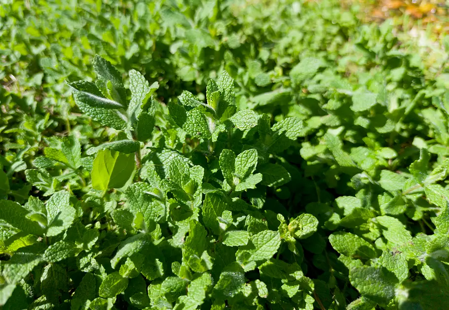Polei-Minze Mentha pulegium Im Fokus einige Blätter der dicht wachsenden Polei-Minze. Grüne, eher aufrechte Blätter. Unscharf im Hintergrund weitere Polei-Minzen-Pflanzen