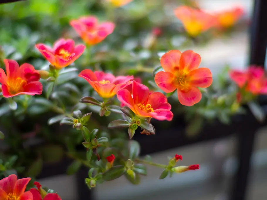 Portulakröschen (Portulaca grandiflora) Portulakröschen (Portulaca grandiflora)
