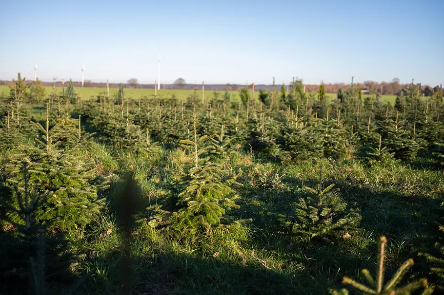 Weihnachtsbaum-Plantage Viele Weihnachtsbäume wachsen in einer Schonung