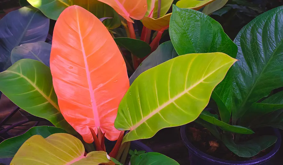 Philodendron prince of orange Philodendron prince of orange