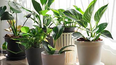 16 pflegeleichte Zimmerpflanzen für Ihr Zuhause - Foto: iStock / Nirunya Juntoomma
