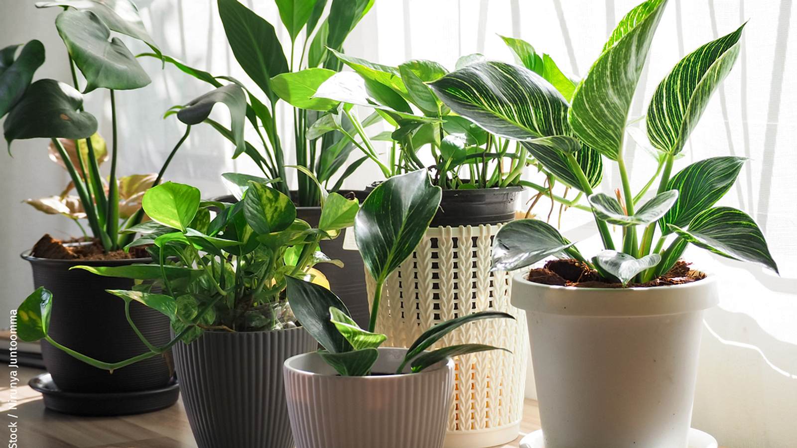 16 pflegeleichte Zimmerpflanzen fr Ihr Zuhause | Selbst