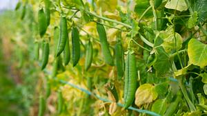 Rankhilfe für Erbsen - Foto: istock/JackF