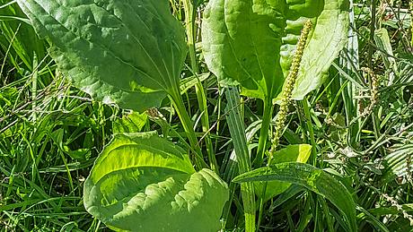 Breitwegerich als Zeigerpflanze für verdichteten Boden - Foto: iStock/arousa